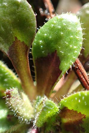 Draba kohlscheidensis \ Kohlscheider Hungerbl�mchen / Kohlscheid Whitlowgrass, D Herzogenrath-Kohlscheid 10.3.2019
