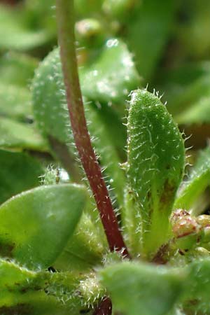 Draba kohlscheidensis \ Kohlscheider Hungerbl�mchen / Kohlscheid Whitlowgrass, D Herzogenrath-Kohlscheid 10.3.2019