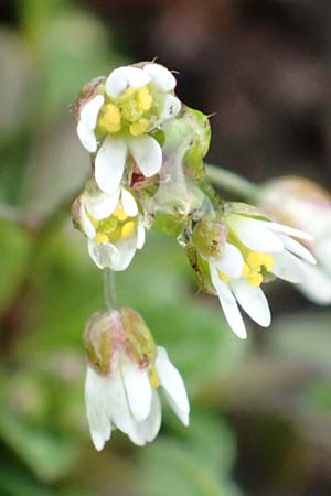 Draba kohlscheidensis \ Kohlscheider Hungerbl�mchen / Kohlscheid Whitlowgrass, D Herzogenrath-Kohlscheid 10.3.2019