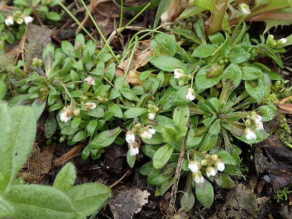 Draba kohlscheidensis \ Kohlscheider Hungerbl�mchen / Kohlscheid Whitlowgrass, D Herzogenrath-Kohlscheid 10.3.2019