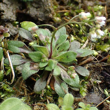 Draba kohlscheidensis \ Kohlscheider Hungerbl�mchen / Kohlscheid Whitlowgrass, D Herzogenrath-Kohlscheid 10.3.2019