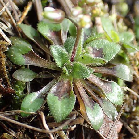 Draba kohlscheidensis \ Kohlscheider Hungerbl�mchen / Kohlscheid Whitlowgrass, D Herzogenrath-Kohlscheid 10.3.2019