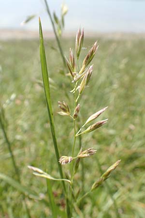 Festuca rubra agg. \ Gew�hnlicher Rot-Schwingel / Creeping Red Fescue, D Hegne 6.6.2018