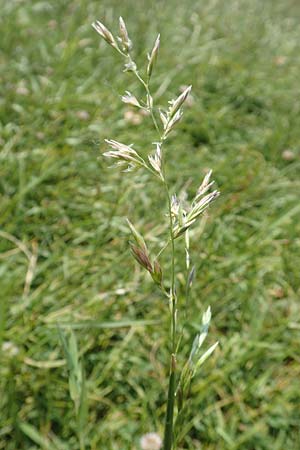 Festuca rubra agg. \ Gew�hnlicher Rot-Schwingel / Creeping Red Fescue, D Hegne 6.6.2018