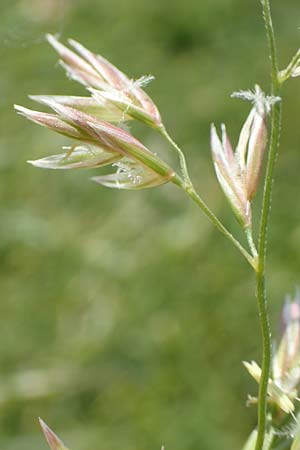 Festuca rubra agg. \ Gew�hnlicher Rot-Schwingel / Creeping Red Fescue, D Hegne 6.6.2018