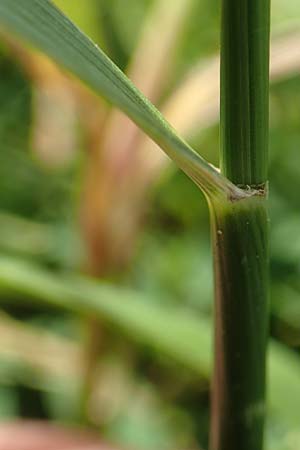 Festuca rubra agg. \ Gew�hnlicher Rot-Schwingel / Creeping Red Fescue, D Hegne 6.6.2018