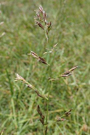 Festuca rubra agg. \ Gew�hnlicher Rot-Schwingel / Creeping Red Fescue, D Hegne 6.6.2018