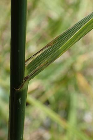 Festuca rubra agg. \ Gew�hnlicher Rot-Schwingel / Creeping Red Fescue, D Hegne 6.6.2018