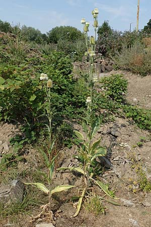 Dipsacus laciniatus \ Schlitzbl�ttrige Karde / Cut-Leaved Teasel, D Essen 27.7.2019