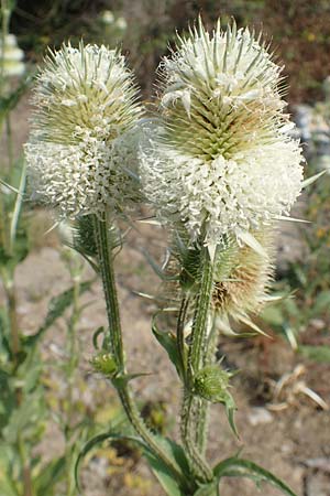 Dipsacus laciniatus \ Schlitzbl�ttrige Karde / Cut-Leaved Teasel, D Essen 27.7.2019