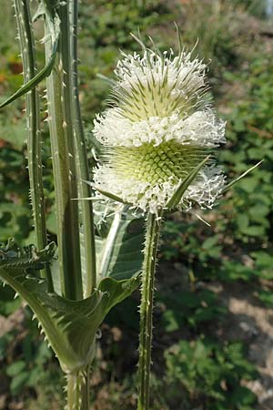 Dipsacus laciniatus \ Schlitzbl�ttrige Karde / Cut-Leaved Teasel, D Essen 27.7.2019