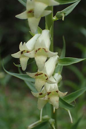 Digitalis lutea \ Gelber Fingerhut / Straw Foxgloves, D Kaiserslautern 7.7.2021