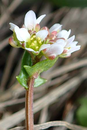 Cochlearia danica \ D�nisches L�ffelkraut / Danish Scurvy-Grass, D Hainstadt 8.4.2023
