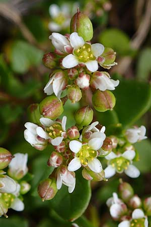 Cochlearia danica \ D�nisches L�ffelkraut / Danish Scurvy-Grass, D Hainstadt 8.4.2023