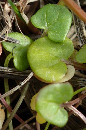 Cochlearia danica \ D�nisches L�ffelkraut / Danish Scurvy-Grass, D Hainstadt 8.4.2023