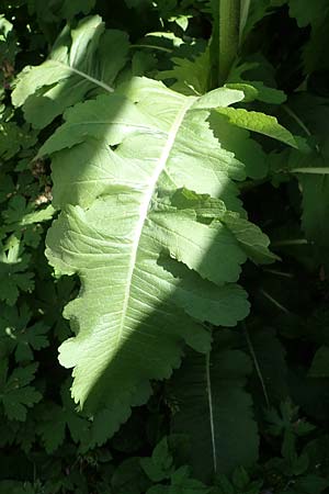 Dipsacus laciniatus \ Schlitzbl�ttrige Karde / Cut-Leaved Teasel, D Mannheim 19.5.2023