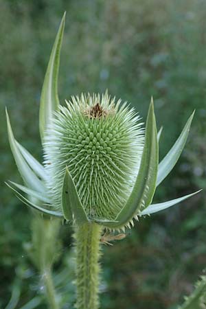 Dipsacus laciniatus \ Schlitzbl�ttrige Karde / Cut-Leaved Teasel, D Mannheim 25.6.2023