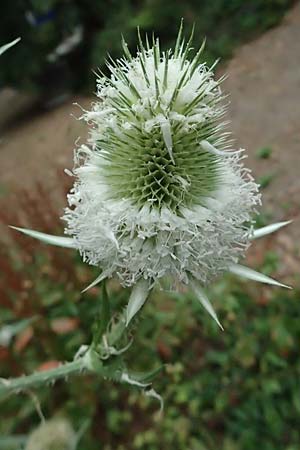 Dipsacus laciniatus \ Schlitzbl�ttrige Karde / Cut-Leaved Teasel, D Mannheim 15.7.2023