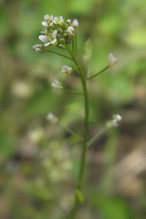 Draba muralis \ Mauer-Felsenbl�mchen / Wall Whitlowgrass, D Rheinhessen, Wendelsheim 29.4.2010