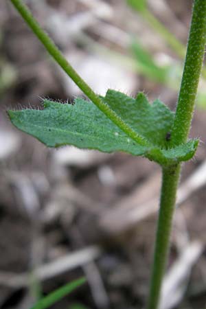 Draba muralis \ Mauer-Felsenbl�mchen / Wall Whitlowgrass, D Rheinhessen, Wendelsheim 29.4.2010