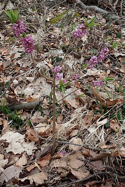 Daphne mezereum \ Seidelbast / Mezereon, D Hemsbach 21.3.2015