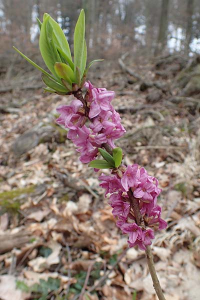 Daphne mezereum \ Seidelbast / Mezereon, D Hemsbach 21.3.2015
