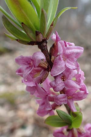 Daphne mezereum, Seidelbast Daphne mezereum, Seidelbast