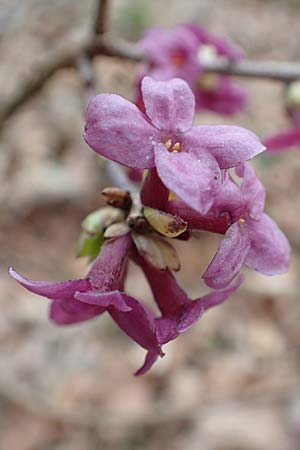 Daphne mezereum \ Seidelbast / Mezereon, D Hemsbach 21.3.2015