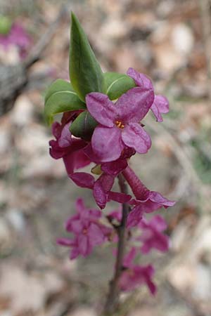 Daphne mezereum \ Seidelbast / Mezereon, D Hemsbach 21.3.2015