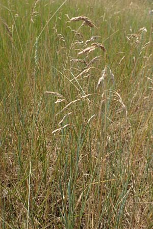 Poa trivialis \ Gew�hnliches Rispengras / Rough Blue Grass, D Ketsch 8.6.2018