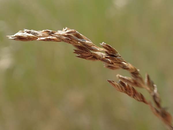 Poa trivialis \ Gew�hnliches Rispengras / Rough Blue Grass, D Ketsch 8.6.2018