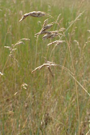 Poa trivialis \ Gew�hnliches Rispengras / Rough Blue Grass, D Ketsch 8.6.2018