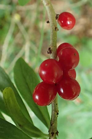 Daphne mezereum \ Seidelbast / Mezereon, D Beuron 26.6.2018