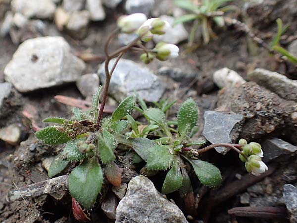 Draba verna agg. \ Fr�hlings-Hungerbl�mchen / Common Whitlowgrass, D J&uuml;lich 10.3.2019