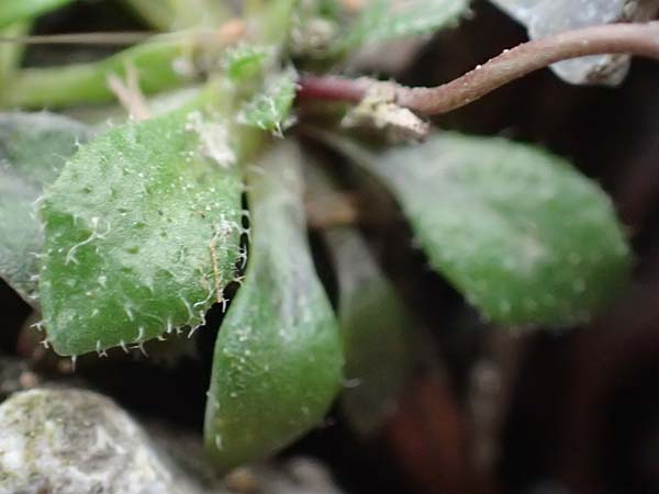 Draba verna agg. \ Fr�hlings-Hungerbl�mchen / Common Whitlowgrass, D J&uuml;lich 10.3.2019