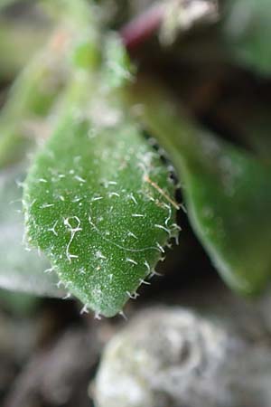 Draba verna agg. \ Fr�hlings-Hungerbl�mchen / Common Whitlowgrass, D J&uuml;lich 10.3.2019