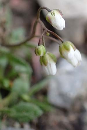 Draba verna agg. \ Fr�hlings-Hungerbl�mchen / Common Whitlowgrass, D J&uuml;lich 10.3.2019