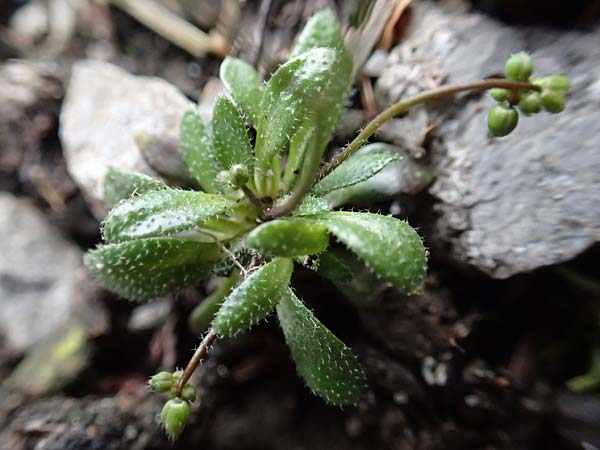 Draba verna agg. \ Fr�hlings-Hungerbl�mchen / Common Whitlowgrass, D J&uuml;lich 10.3.2019