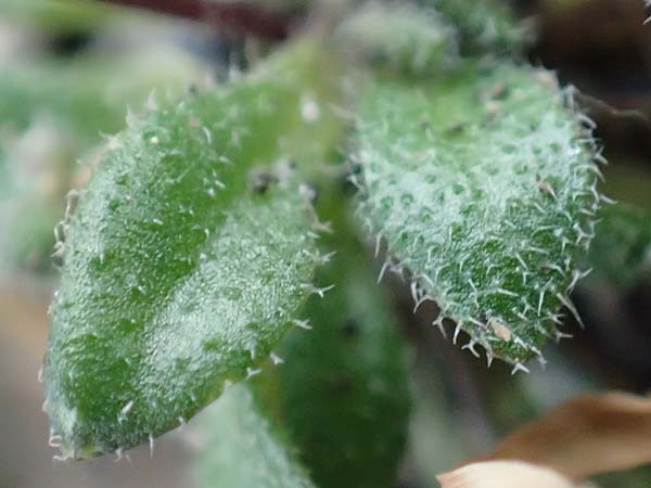 Draba verna agg. \ Fr�hlings-Hungerbl�mchen / Common Whitlowgrass, D J&uuml;lich 10.3.2019