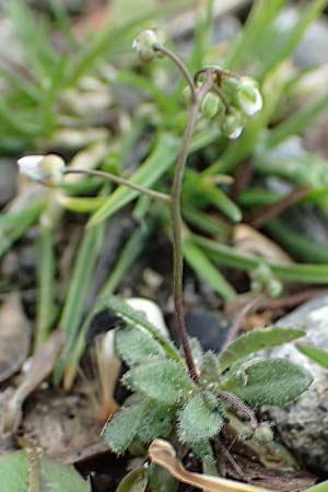 Draba verna agg. \ Fr�hlings-Hungerbl�mchen / Common Whitlowgrass, D J&uuml;lich 10.3.2019