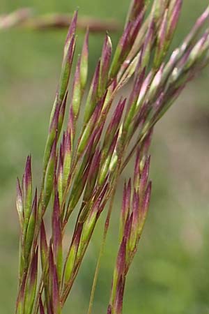 Deschampsia media \ Binsen-Schmiele / Alpine Hair Grass, D Ketsch 28.5.2019