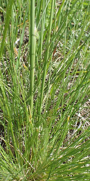 Deschampsia media \ Binsen-Schmiele / Alpine Hair Grass, D Ketsch 28.5.2019