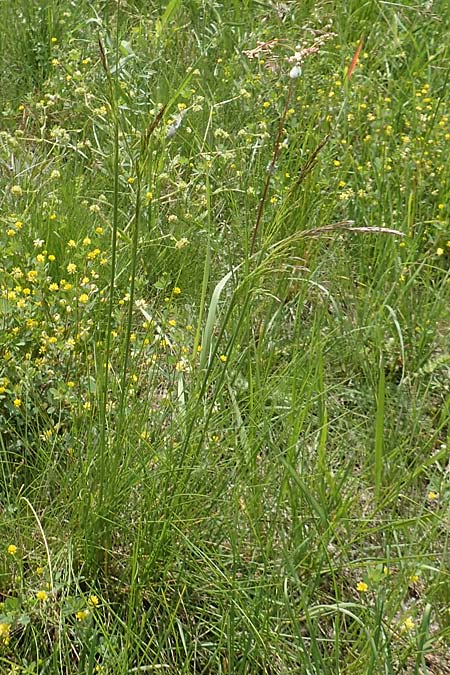 Deschampsia media \ Binsen-Schmiele / Alpine Hair Grass, D Ketsch 28.5.2019
