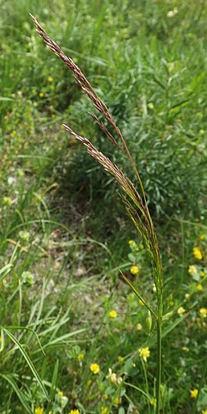 Deschampsia media \ Binsen-Schmiele / Alpine Hair Grass, D Ketsch 28.5.2019