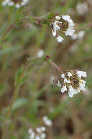Draba muralis \ Mauer-Felsenbl�mchen / Wall Whitlowgrass, D Rheinhessen, Frei-Laubersheim 13.4.2021