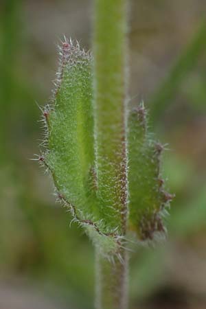 Draba muralis \ Mauer-Felsenbl�mchen / Wall Whitlowgrass, D Rheinhessen, Frei-Laubersheim 13.4.2021