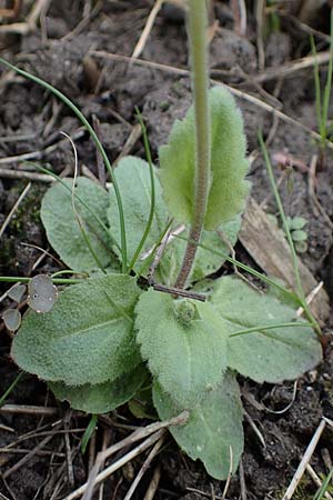 Draba muralis \ Mauer-Felsenbl�mchen / Wall Whitlowgrass, D Hirschberg 15.4.2021