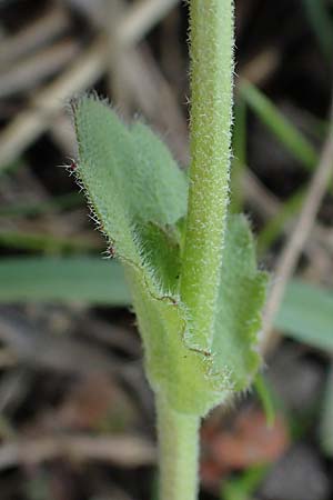 Draba muralis \ Mauer-Felsenbl�mchen / Wall Whitlowgrass, D Hirschberg 15.4.2021