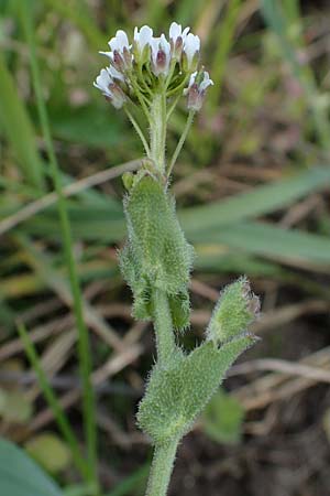 Draba muralis \ Mauer-Felsenbl�mchen / Wall Whitlowgrass, D Hirschberg 15.4.2021