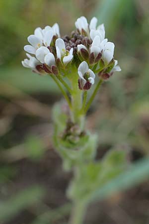 Draba muralis \ Mauer-Felsenbl�mchen / Wall Whitlowgrass, D Hirschberg 15.4.2021